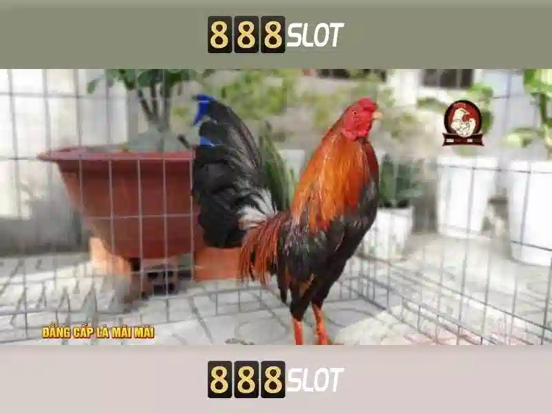 💎cầu mỹ thuận bắc qua sông💎