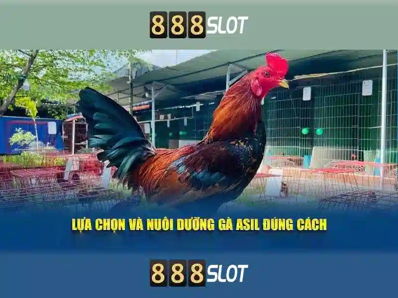  khuyến mãi 888slot - 888slot